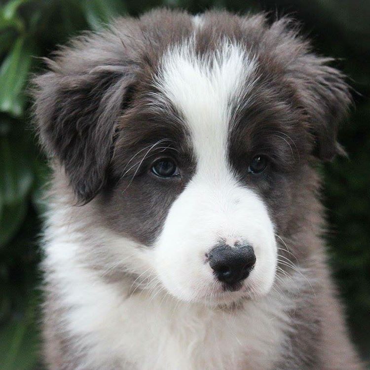 Proudly present: Lewis #ilovemybordercollie #ilovemypet #ilovemydog #bordersofinstagram #traveldog