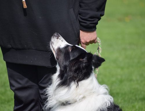 Führung ist nicht Dominanz